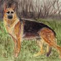 German shepherd - Watercolor - drawing