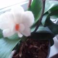 Blooming orchideja - Flowers - felting