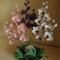 Orchids " Trio " - Biser - beadwork