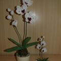 orchideja " Duo " - Biser - beadwork