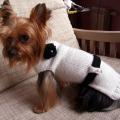 Sweater Puppies - For pets - knitwork