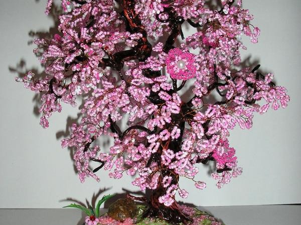 sakura 1