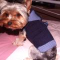 Sweater boy - For pets - knitwork