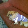 paltukas Puppies - Sweaters & jackets - knitwork