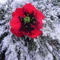 Red flower - Brooches - felting