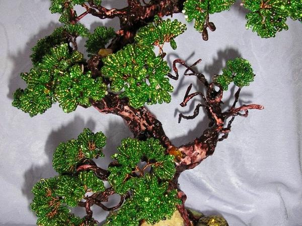 bonsai 1