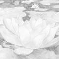 White flower - Pencil drawing - drawing