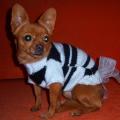 sweater Suni - For pets - knitwork