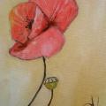 Poppy - Oil painting - drawing