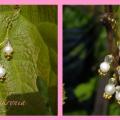 Pearls - Earrings - beadwork