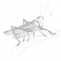 Grasshopper - Sketches - drawing