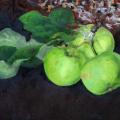 Apples - Oil painting - drawing