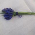 Blue saffron - Flowers - felting