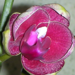 Bulaima